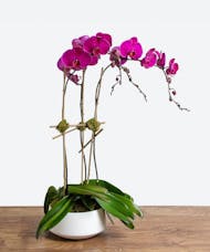 Pink Triple Stem Orchid Plant