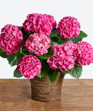 Pink Hydrangea Basket