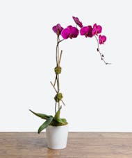 Pink Single Stem Orchid Plant