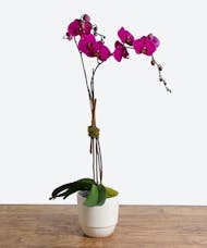 Pink Double Stem Orchid Plant