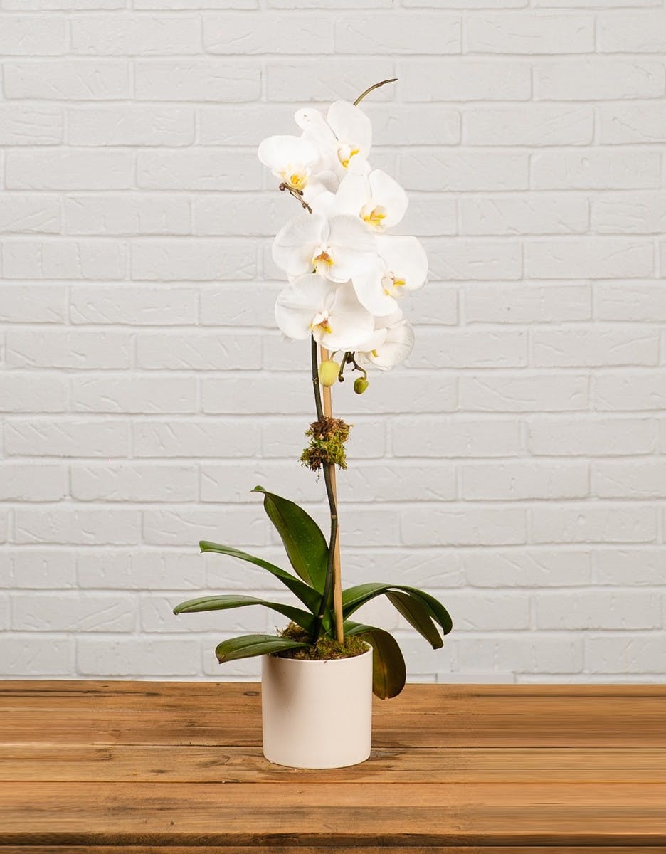 White Single Stem Orchid Plant QG Floral Manhattan