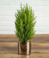 Small Spruce
