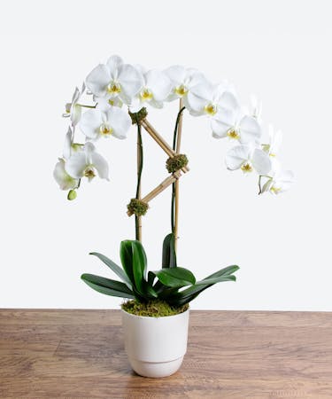 White Double Stem Orchid Plant