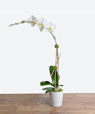 White Single Stem Orchid Plant