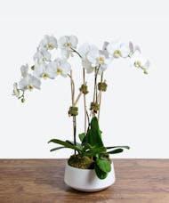 White Triple Stem Orchid Plant