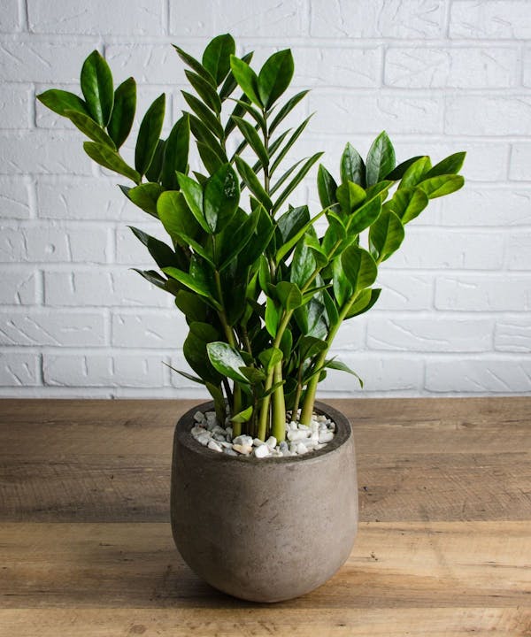 How To Care For ZZ Plant (Zamioculcas zamiifolia)