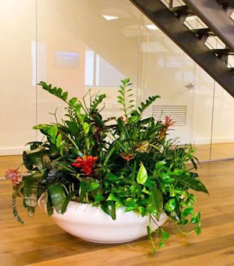 A large potted plant is housed beneath a staircase at a place of business