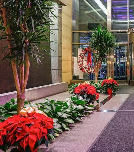 Blooming poinsettias serve as seasonal accents to a line of permanent indoor trees and shrubs
