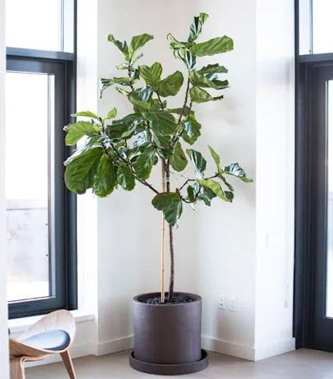 A tall, thin potted plant appears to be thriving in the natural light of a downtown apartment