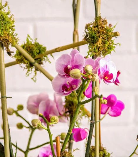 Close-up view of the pink orchid plant, supported by thin bamboo and accented with small dashes of moss