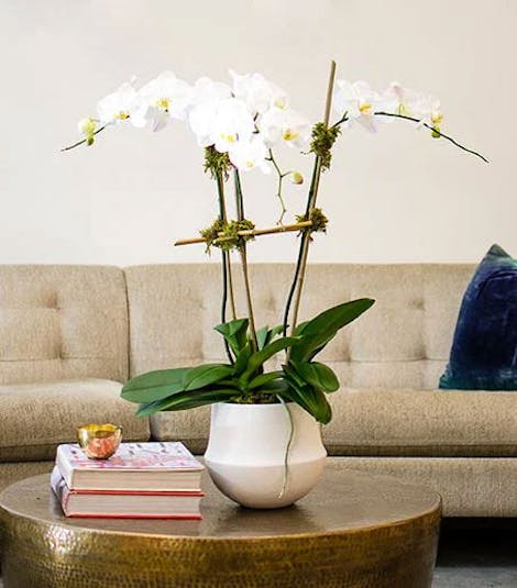 Large, white orchid flowers are planted in a vase and situated on a coffee table near a comfortable couch