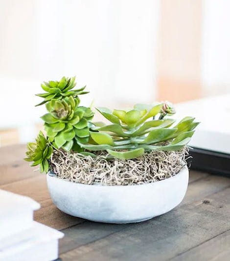 Succulents stretch for sunlight in a small vase atop a wooden tabletop