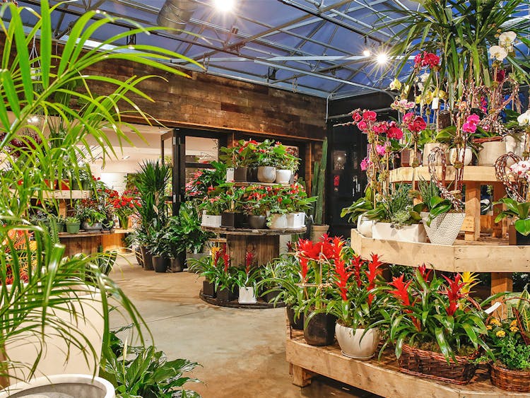 A wide range of plants and orchids are on display on the floor of our attached greenhouse